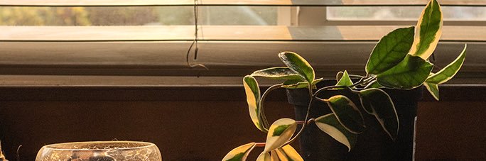 withpansy's profile banner image