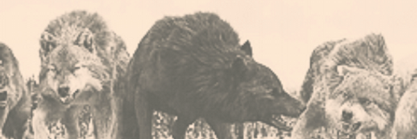 NewMoonRisingRP Profile Banner