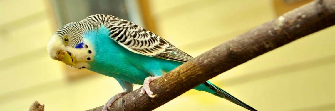 nerd birdoğlu banner