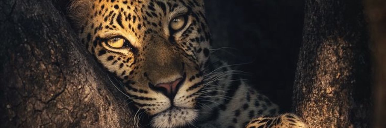 Queenis90 banner