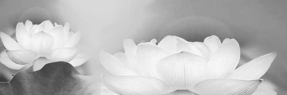 𝚎́𝚕𝚘𝚊𝚗𝚎. banner