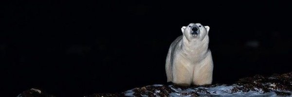 dantesfossils Profile Banner