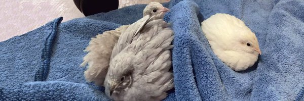 tellmin_tori Profile Banner