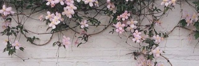 BaharMH's profile banner image