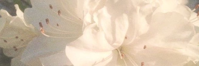 ceren banner