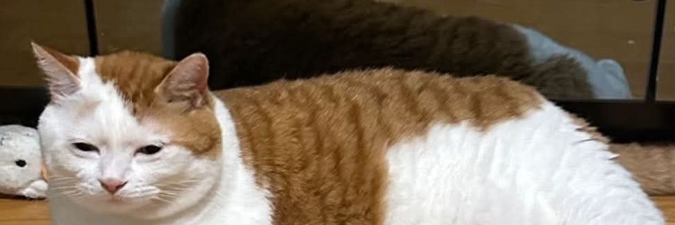 Fresa podrida banner