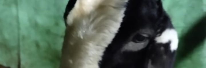 Achun_90's profile banner image