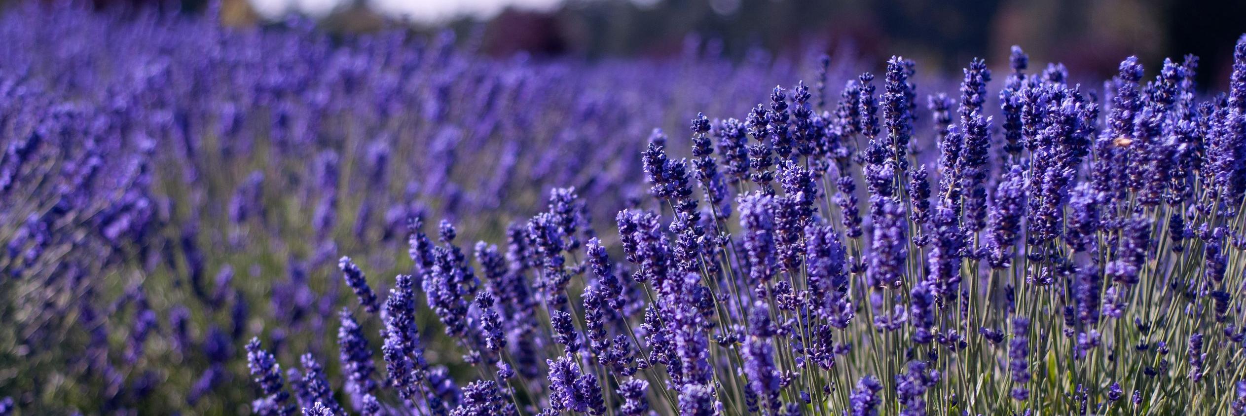 uslavender's profile banner image