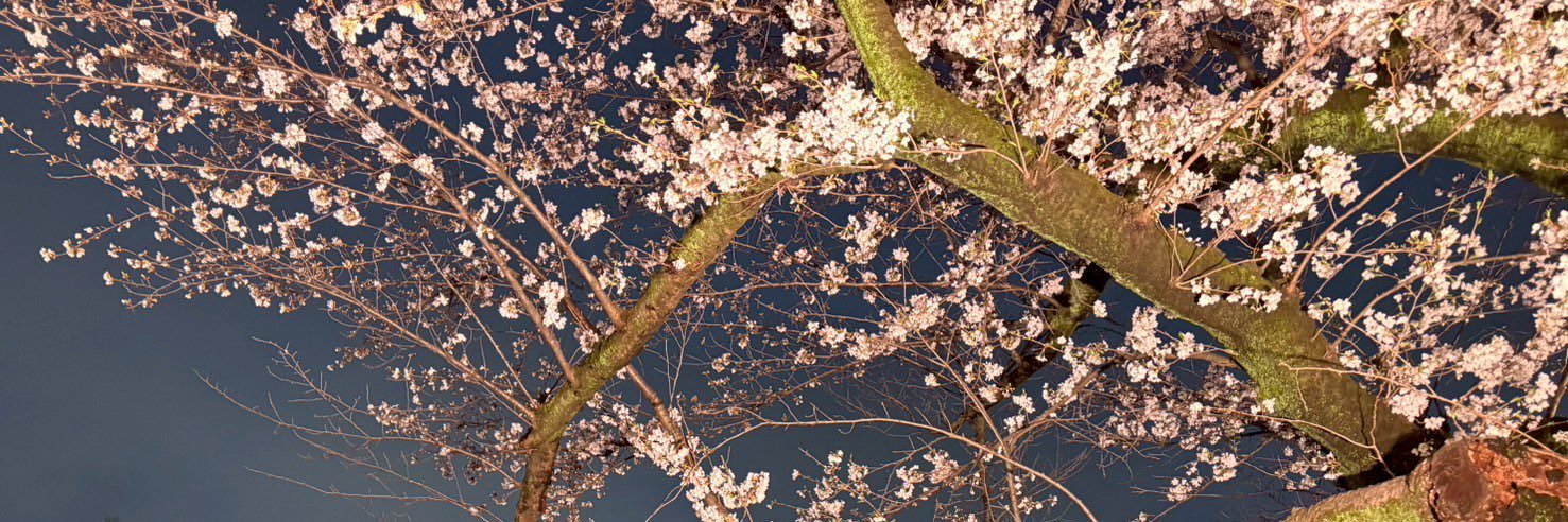 shi--✴︎ banner