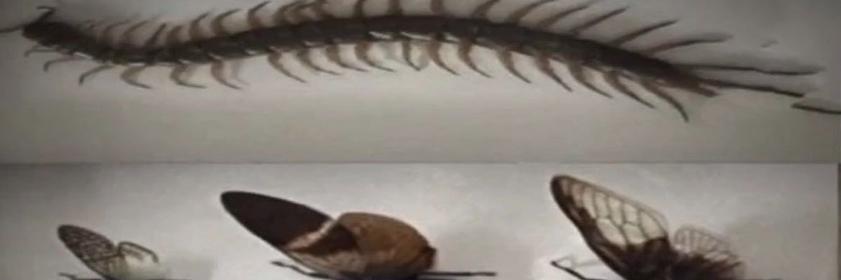 centi,🦴 banner