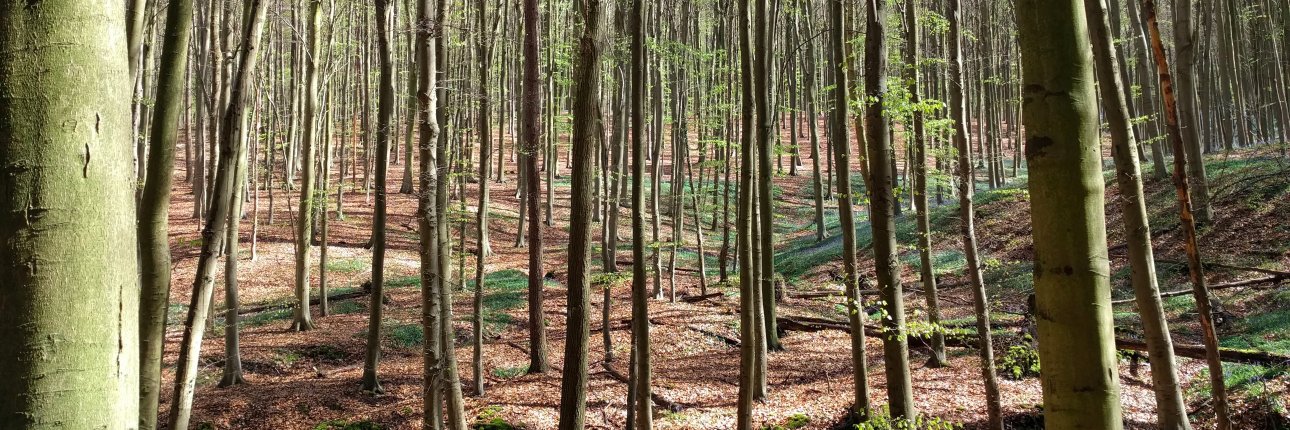 stephen turner banner