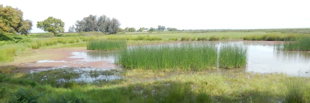 Andy J. Green banner