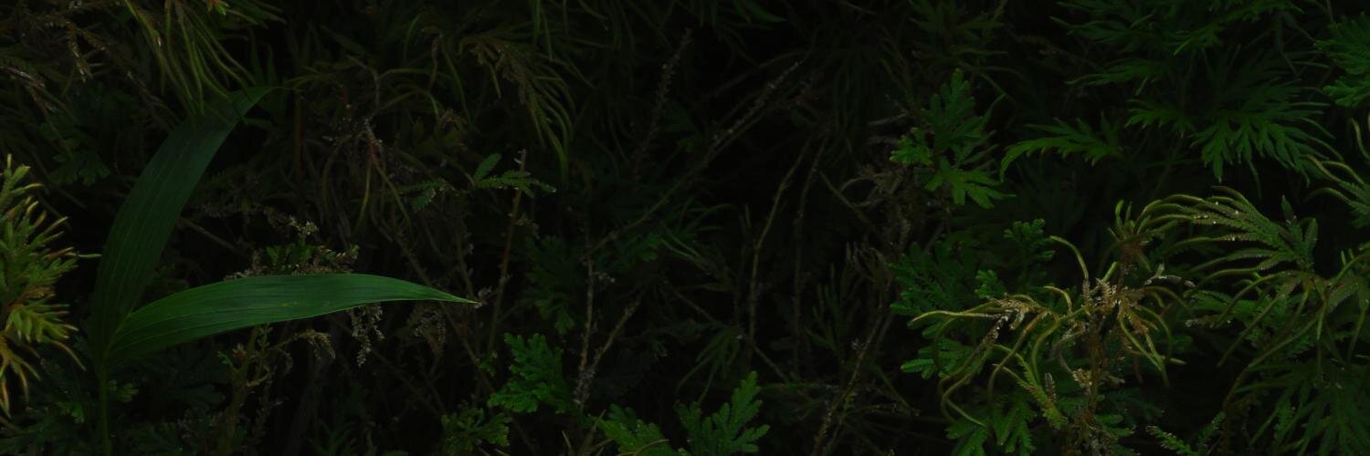 RED_vndant's profile banner image