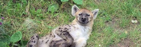 Hyena banner