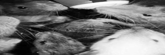 rattyoftwt's profile banner image