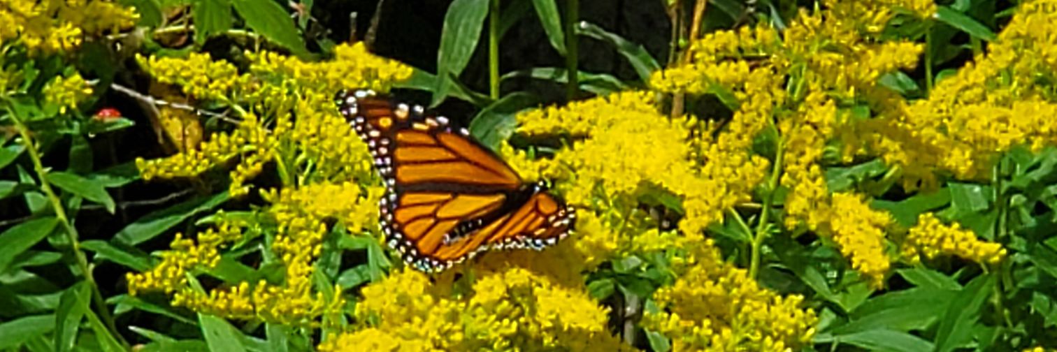 BronxisBlooming's profile banner image