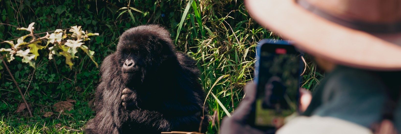 Gorilla 🦍 banner