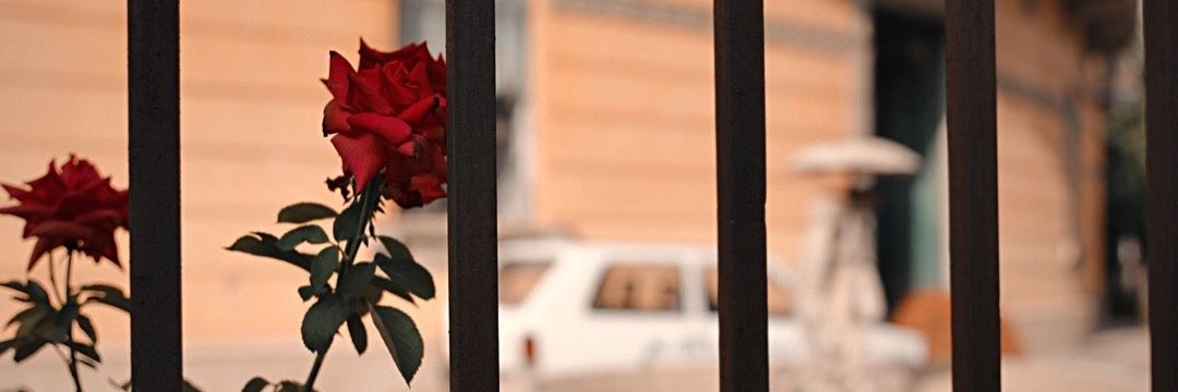 miadidomenico's profile banner image