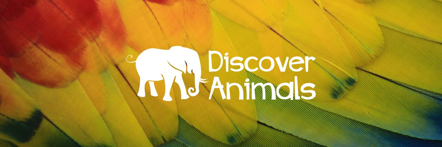 Discover Animals banner