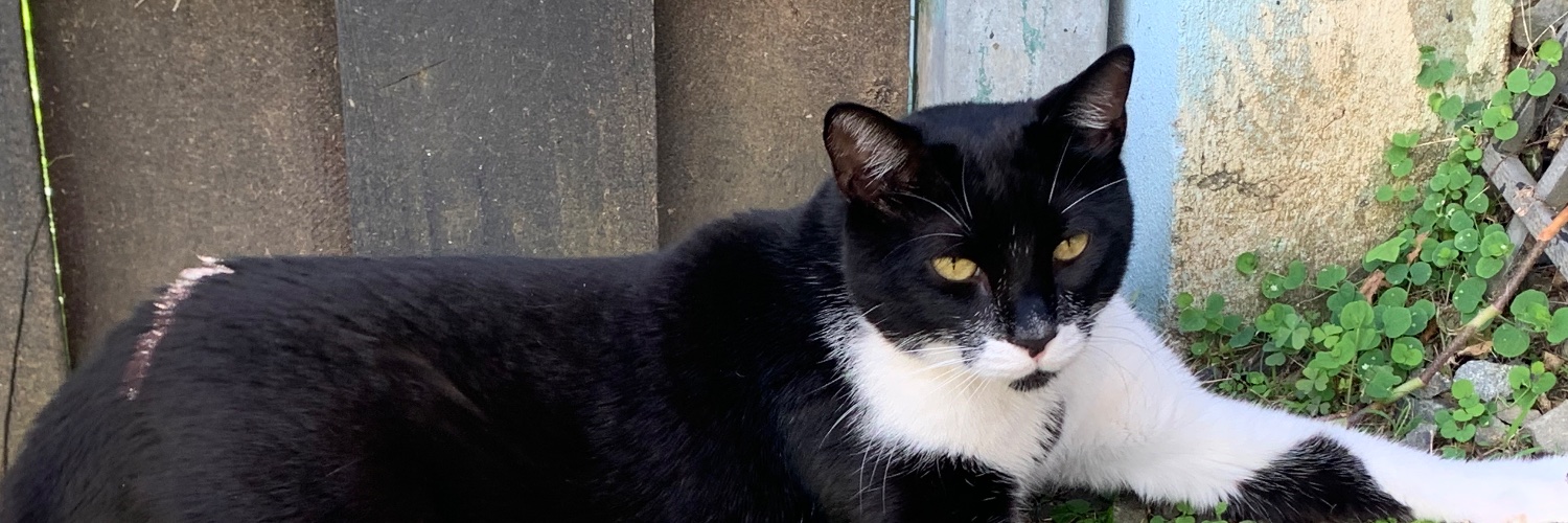 Puerto Rican Cat banner