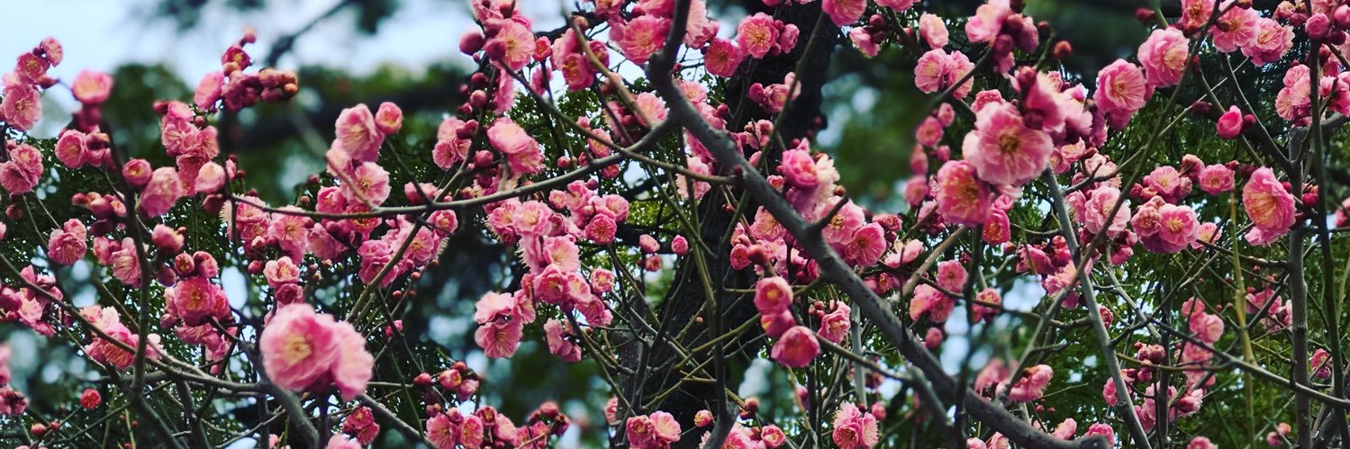 vaneparisi's profile banner image