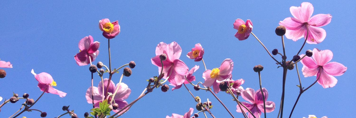 Bllenna_'s profile banner image