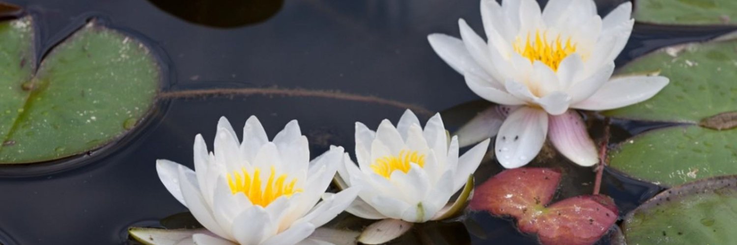 Ümmügülsüm banner