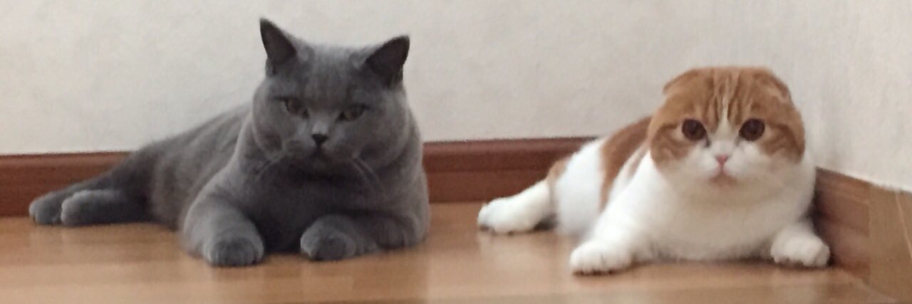 bubuegi's profile banner image