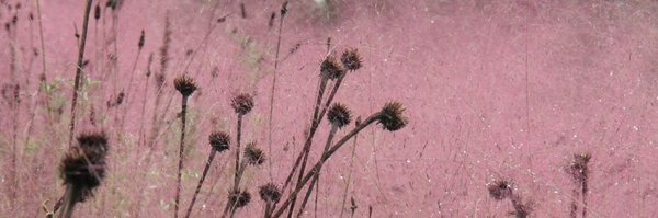 GuilfoyleAnnie Profile Banner