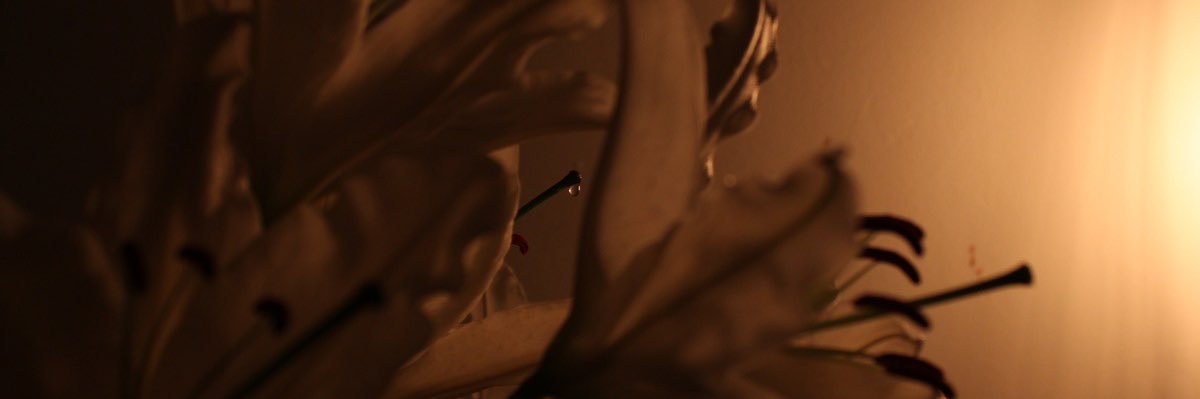 lunyx___'s profile banner image