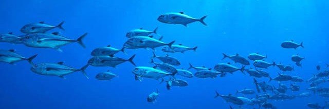 DiscussingFish_'s profile banner image