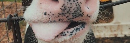 shillalves's profile banner image