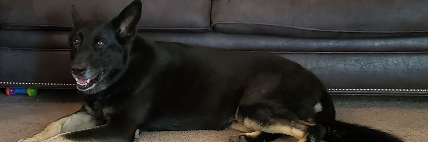 Yogi_Sizzle's profile banner image