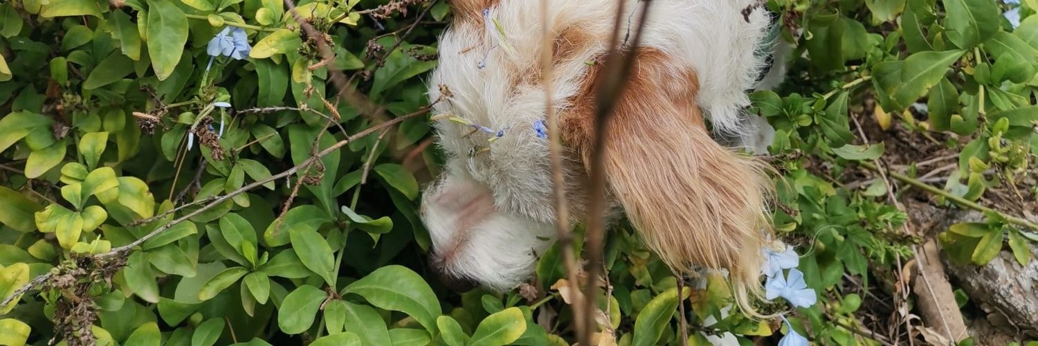 Júlia Barceló banner