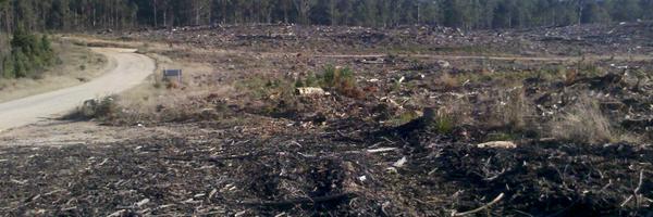 fuscipes Profile Banner