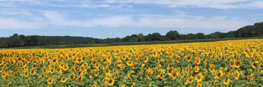 bees_inthetrapp's profile banner image
