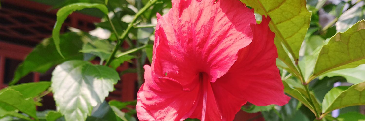 💞 misshestyy 💞 banner