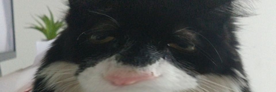 SotoDaianaa's profile banner image