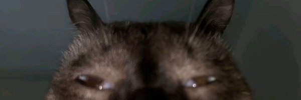 XEWitBrd Profile Banner