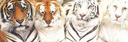 heyitsneecole's profile banner image