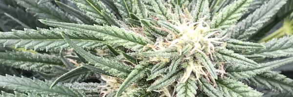 Mccoffee420 Profile Banner