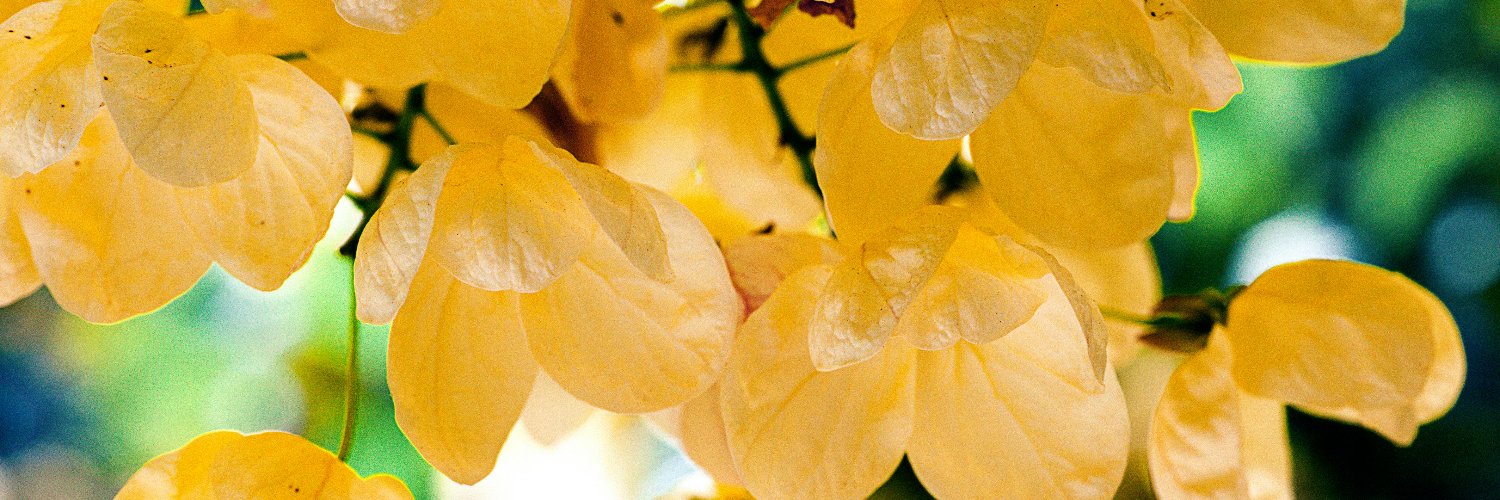NeduCuriousMind's profile banner image