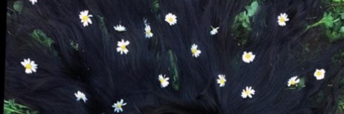 _adymn_Lavin's profile banner image