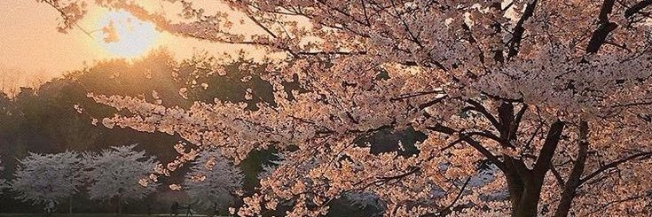 𝕵𝖔𝖚𝖎 𝕵𝖔𝖚𝖐𝖎 banner