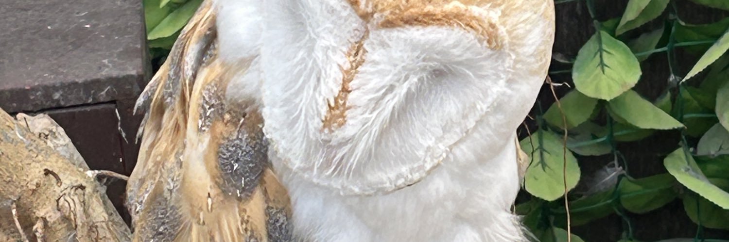 イシノコ banner