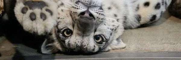 TemmieTechTips Profile Banner