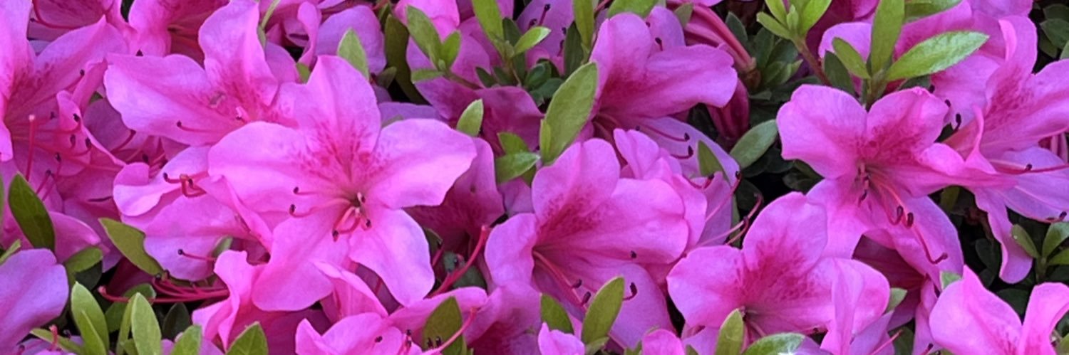 shima24220127's profile banner image
