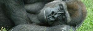 sigorilla's profile banner image