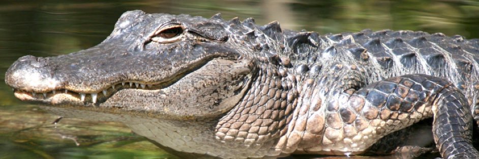 AmeriGators 🇺🇸🐊 banner