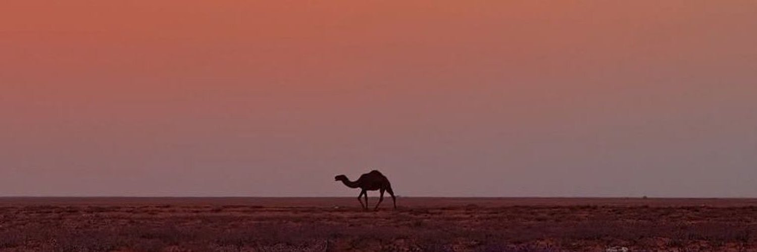 أم ربيعة banner